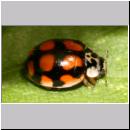 Adalia decempunctata - Zehnpunkt - 06.jpg